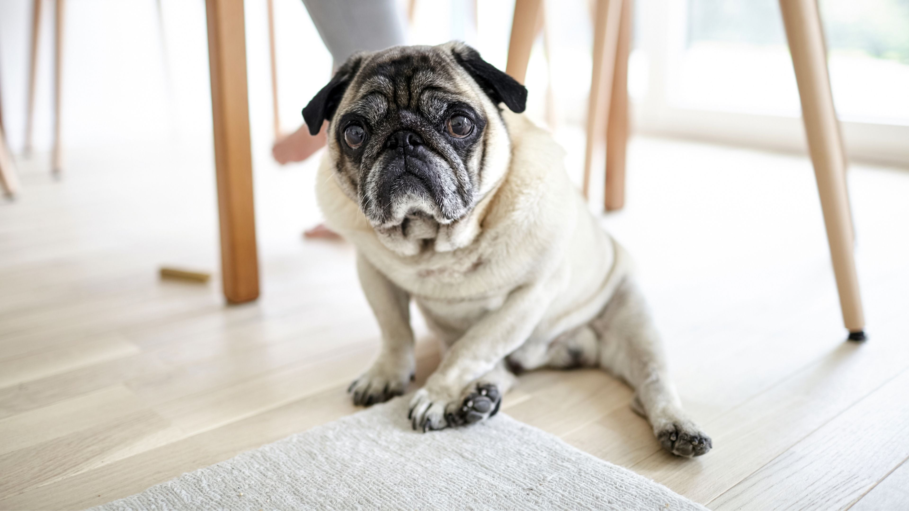 Pet-Friendly Flooring 101