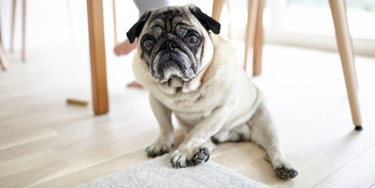 Pet-Friendly Flooring 101