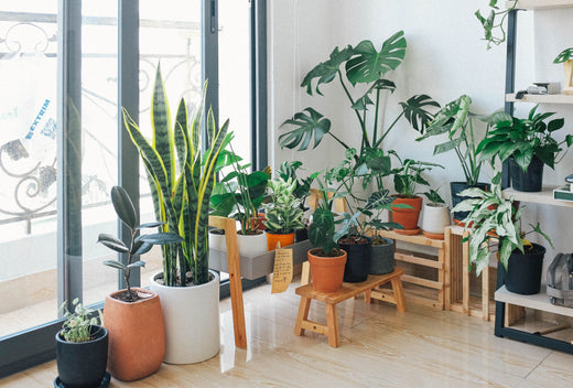 Protect Your Hardwood Floors From House Plants